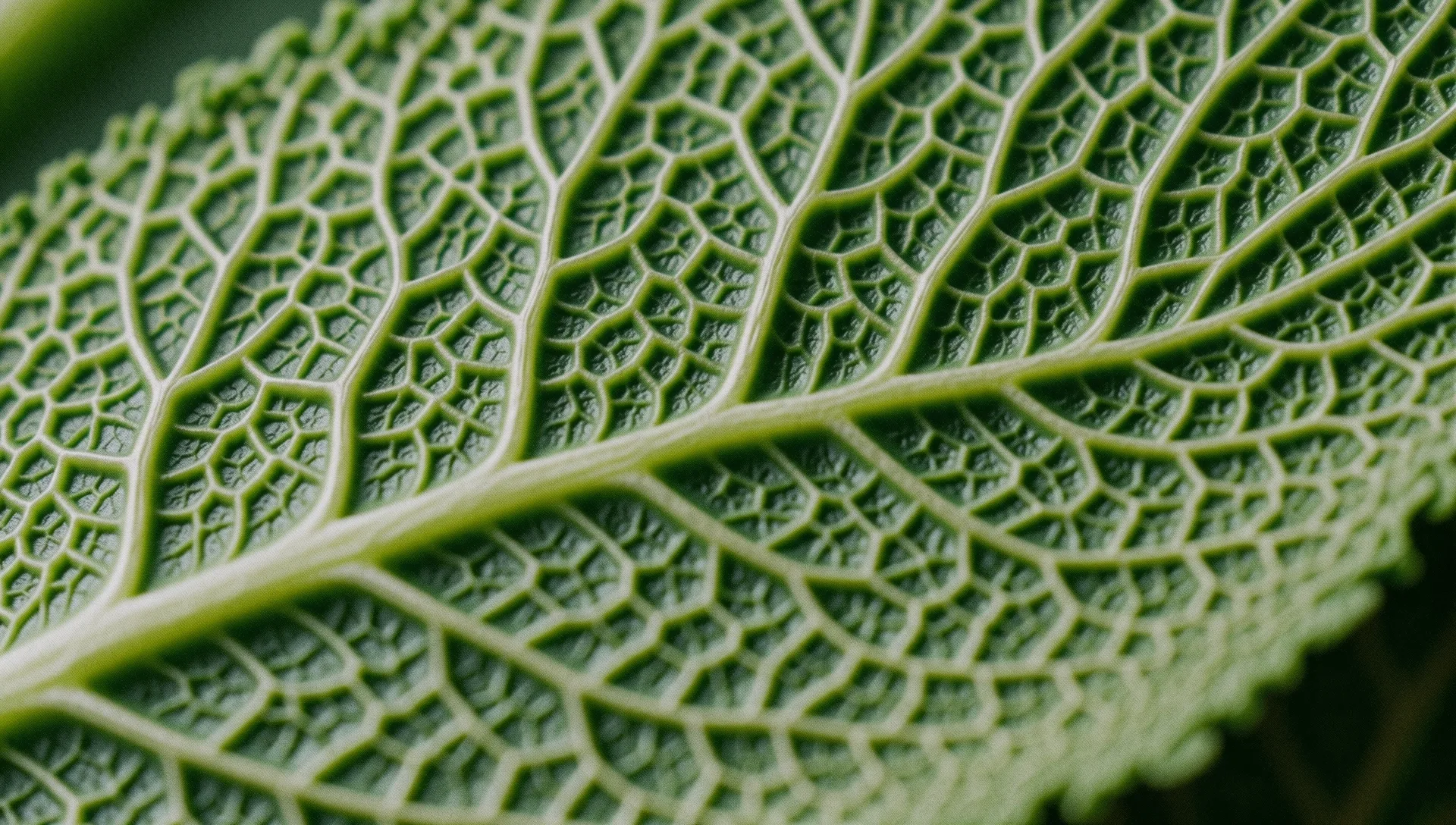 Macro biological textures representing nutrition science