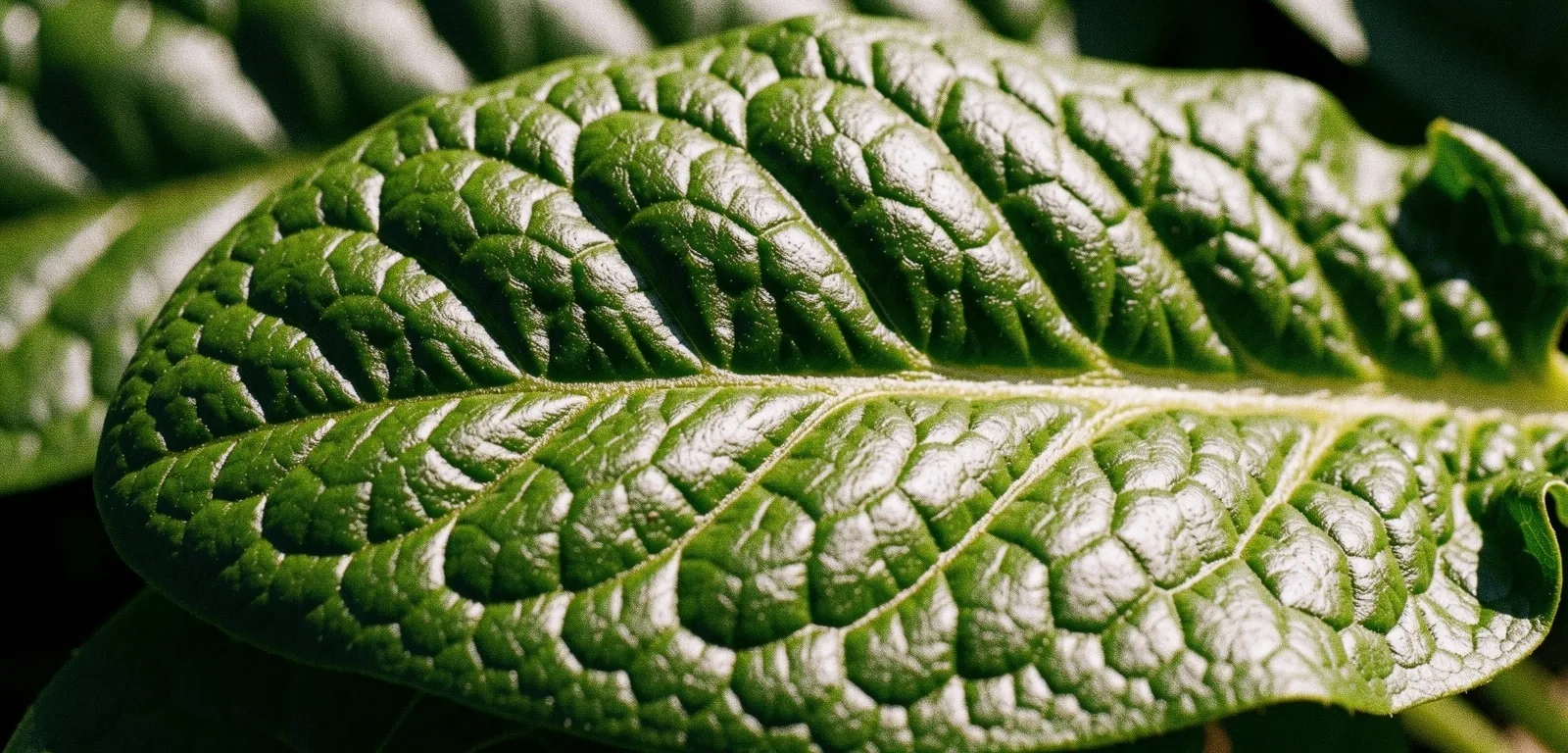 Organic leaf structure
